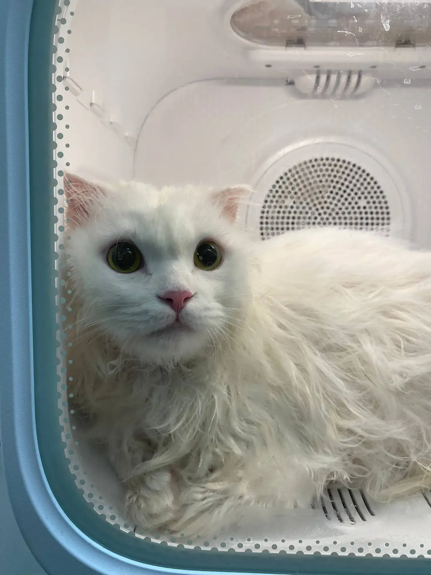 Кот